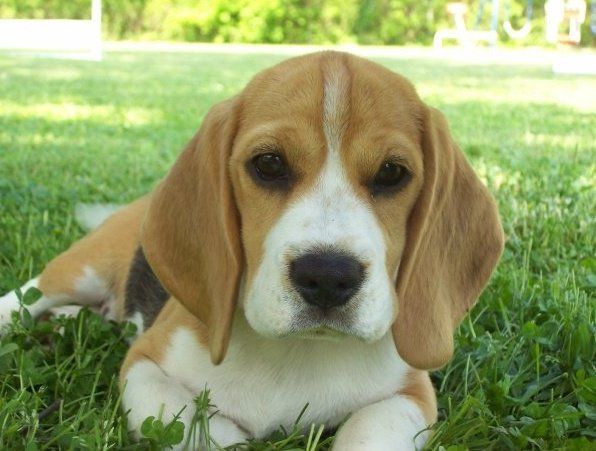 South Beagles In Tennessee 