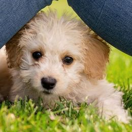 Maltese and Yorkshire Terriers from Little Dog Farm