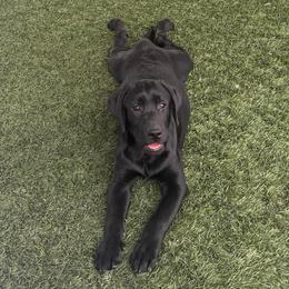 Cass - Black male Labrador Retriever puppy in Menifee, California from Dioscuri Kennel