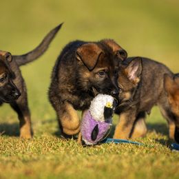 German Shepherd Puppies from Sommerfeld German Shepherds
