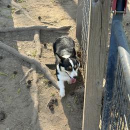 Hazel - Pembroke Welsh Corgi