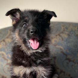 Pink collar girl - Bi-color female German Shepherd puppy in Coleta, Illinois from Four Leaf Farm- Vom Vierblättriges Bauernhof