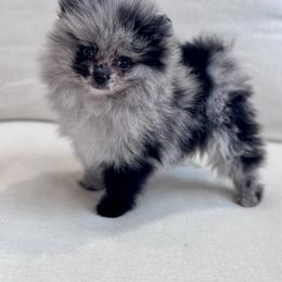 Tokyo (ready for Valentine's Day) - Blue merle male Pomeranian puppy in Canandaigua, New York from Fingerlakes Pomeranians