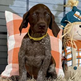 Tanya - German Shorthaired Pointer puppy in Lakeland, Florida from Walker’s German Shorthaired Pointers
