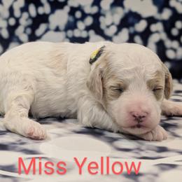 Miss Yellow - Parti female Goldendoodle puppy in Lebanon, Pennsylvania from Robertson's Retrievers and Doodles