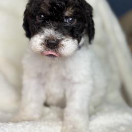 Purple - Blizzard - Parti female Goldendoodle puppy in Cleveland, Georgia from The O.G. Doodles