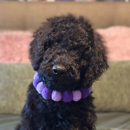 Bonnie - Black female Goldendoodle puppy in Dayton, Ohio from Perks Court Doodles