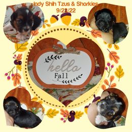 Shih Tzu and Shorkie Puppies from Indy Shih Tzus & Shorkies