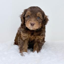 Roy - male Golden Mountain Doodle puppy in Fleming, Colorado from Vandenbark Doodles