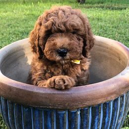 Australian Labradoodles and Goldendoodles from Sierra Vista Labradoodles & Goldendoodles