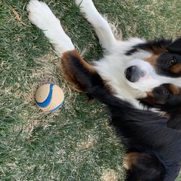 Ryder - Miniature Australian Shepherd