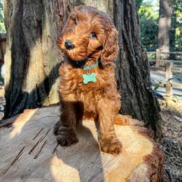 Goldendoodle Puppies from Lundee Doodles