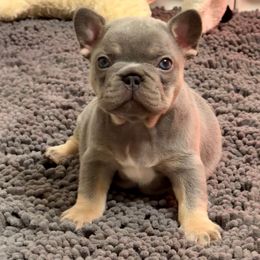 Dracula - Tricolors male French Bulldog puppy in Boyne City, Michigan from Gichigami French Bulldogs