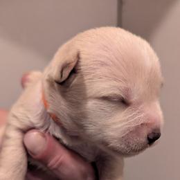 Baby boy 3 - Wheaten male Miniature Schnauzer puppy in Eupora, Mississippi from Mississippi Mini Schnauzers
