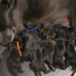 White collar female - Black female Cane Corso puppy in Granbury, Texas from La Muerte Corso Kennel