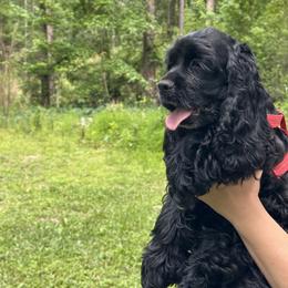Cocker Spaniel Puppies from Anastasia Knight's Cocker Spaniels