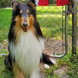 Collies from Diamaund