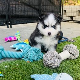 Bean - Black and white female Pomsky puppy in Yavapai County, Arizona from Pawsh Pomskies