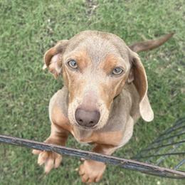 Bazinga - Dachshund