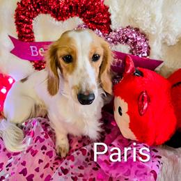 Paris *Leggy* - Dachshund