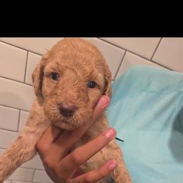 Puppy 3 - Apricot male Poodle puppy in Rialto, California from Boston & Sky