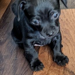 BB Black Beauty - Black male Chihuahua puppy in Marianna, Florida from Garden Tub Chihuahuas