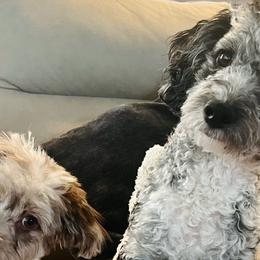 Aussiedoodles, Bordoodles, Corgipoos, Double Doodles, and Shihpoos from Sugar Doodles
