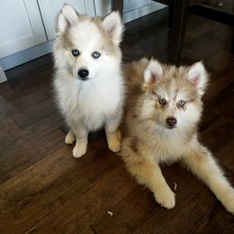 Pomsky Puppies from Fox Meadow Pomskies