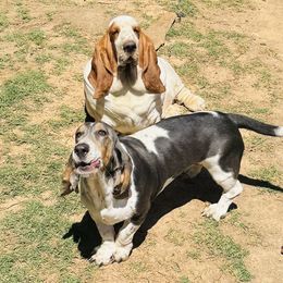 Basset Hound puppies from S&G's Bassets