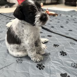 Baby boy 1 - Salt and pepper male Miniature Schnauzer puppy in Sacramento, California from Valdez Mini Schnauzers