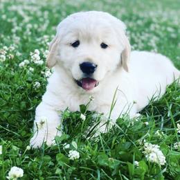 Golden Retriever Puppies from Shupe’s Sweet Southern Goldens