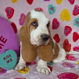 Tess 2700.00 - Red and white female Basset Hound puppy in Denison, Texas from Emma Lou's Baby Bassets