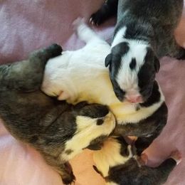 English Bulldog Puppies from Storm Stopping Bulldogs