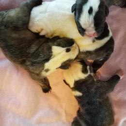 English Bulldog Puppies from Storm Stopping Bulldogs