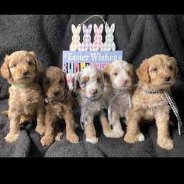 Goldendoodles from Darling Doodles