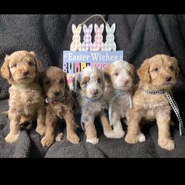 Goldendoodles from Darling Doodles