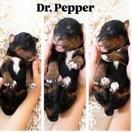 Dr. Pepper - Phantom male Poodle puppy in Mesa, Arizona from Desert Doodles