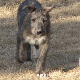 Boy yellow - Red and brindle Irish Wolfhound puppy in Mitchell, Nebraska from Faolan Irish Wolf Hounds