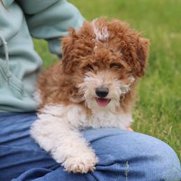 Butterscotch Boy - Red male Whoodle puppy in West Bend, Iowa from Blue Skies Terriers