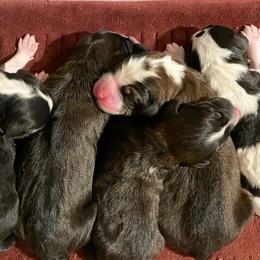 Bernedoodle Puppies from Mercy Mountain Doodles