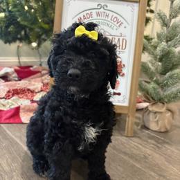 Claudia Sanders - Black female Goldendoodle puppy in Camden, North Carolina from Oopsie Doodles of NC