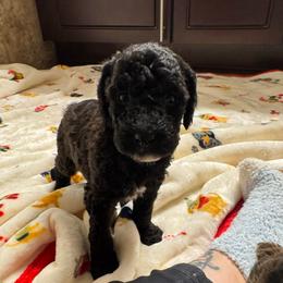 Linus - All black with White chest - Parti male Poodle puppy in Canfield, Ohio from Poo's Doo's & Inu's