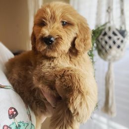 Bernedoodle, Cavalier King Charles Spaniel, and Goldendoodle Puppies from Dandelion Doodles