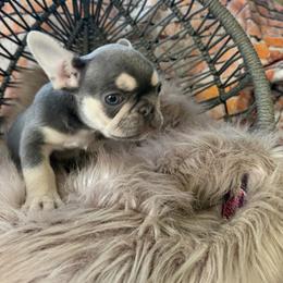 Girl - Liver female French Bulldog puppy in Corona, California from SoCalFamilyFrenchies, Doodles and more
