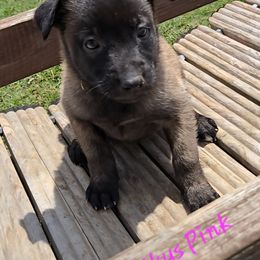 Skys Pink - Mahogany female Belgian Malinois puppy in Berry, Alabama from North River k9
