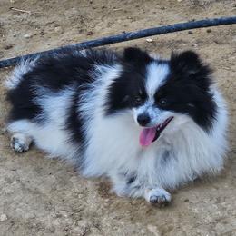 Dopey - Black parti male Pomeranian puppy in Laredo, Texas from SASH Poms