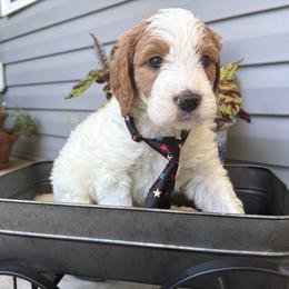Uri - Parti male Goldendoodle puppy in Camden, North Carolina from Oopsie Doodles of NC