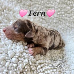 Fern - Merle female Goldendoodle puppy in Chattanooga, Tennessee from Hilltop Cuddle Pups