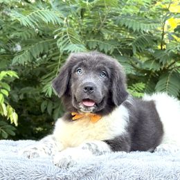 Matilda OFA - White and gray female Newfoundland puppy in Falmouth, Michigan from Dyer Lake Newfoundland’s