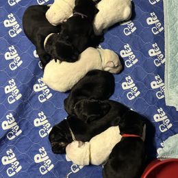 German Shepherd Puppies from Devon Rugerio's German Shepherds